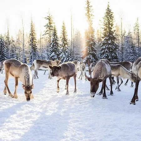 & Pikku-syoete 3* Syöte