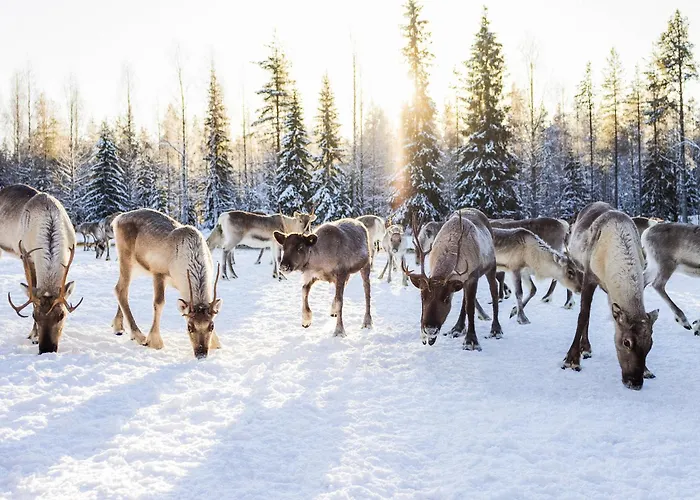 & Pikku-syoete 3* Syöte